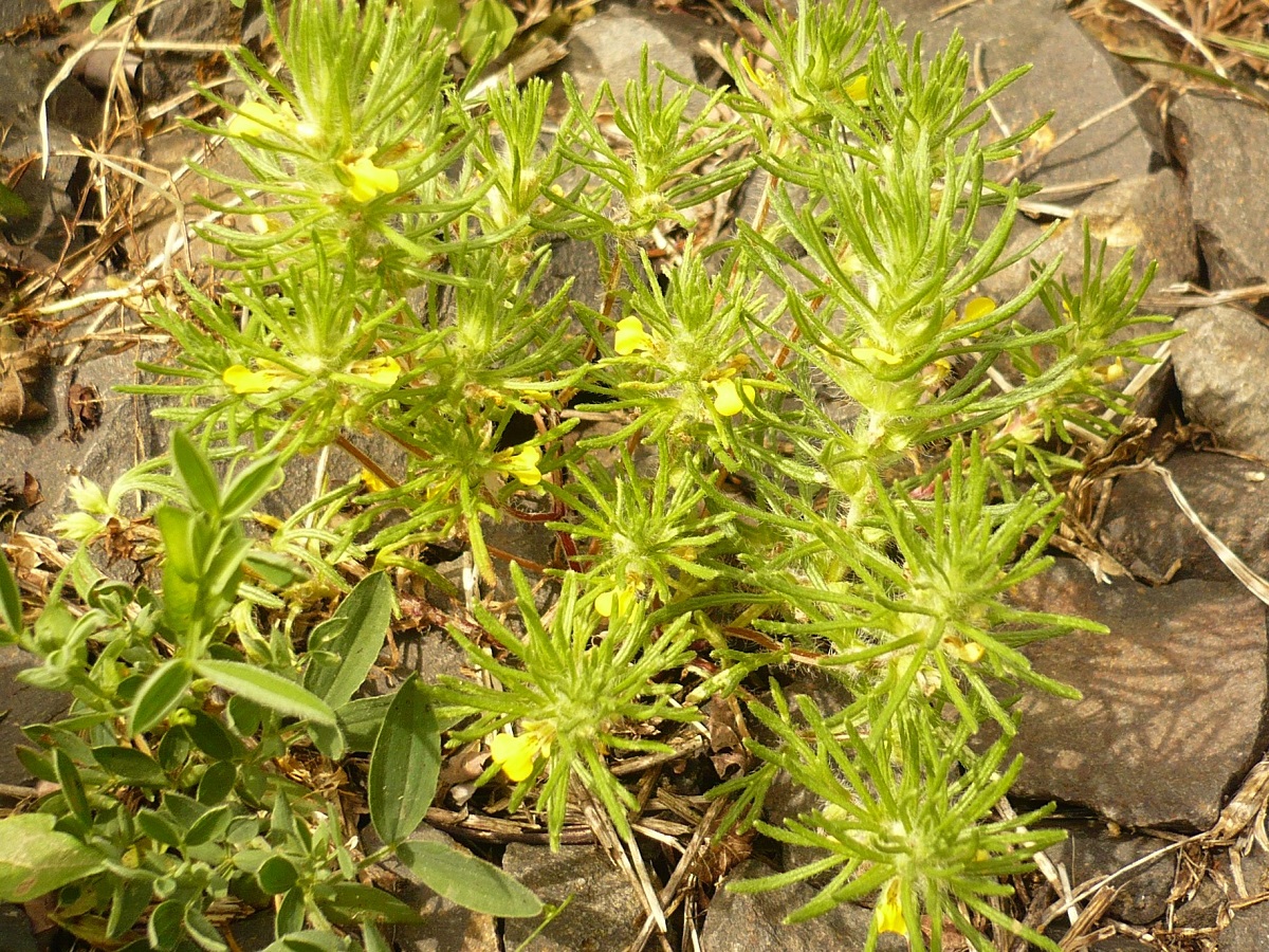 Ajuga chamaepitys subsp. chamaepitys (Lamiaceae)